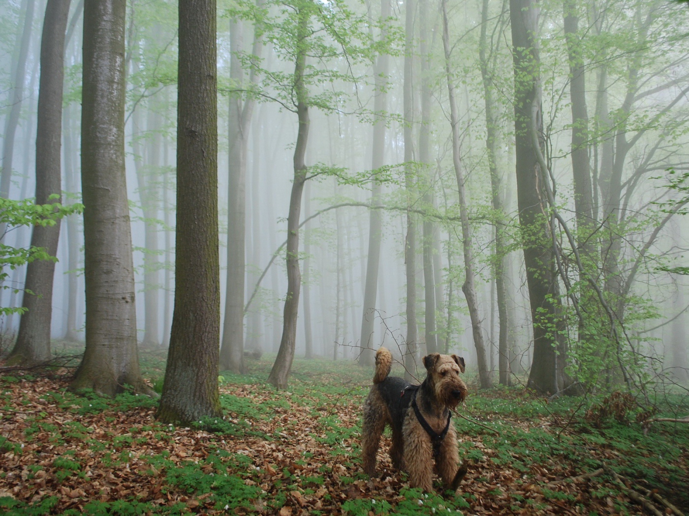 Эрдельтерьер гуляет в лесу