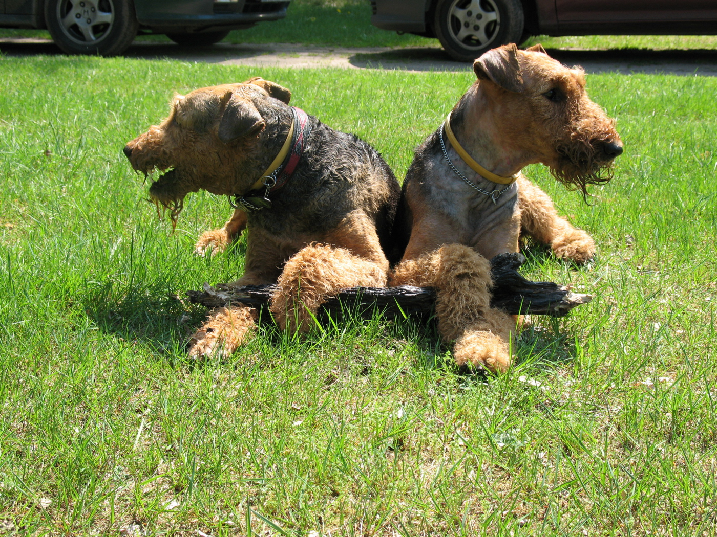 Эрдельтерьеры делят палку