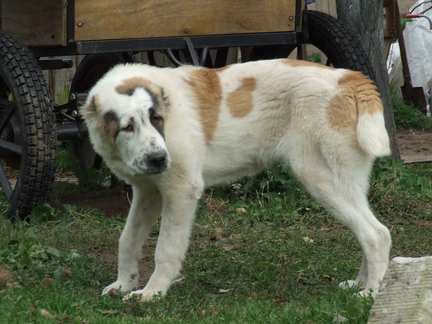 Алабай заискивает перед хозяином