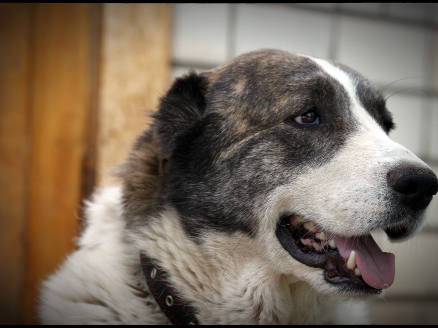 Алабай показывает зубы