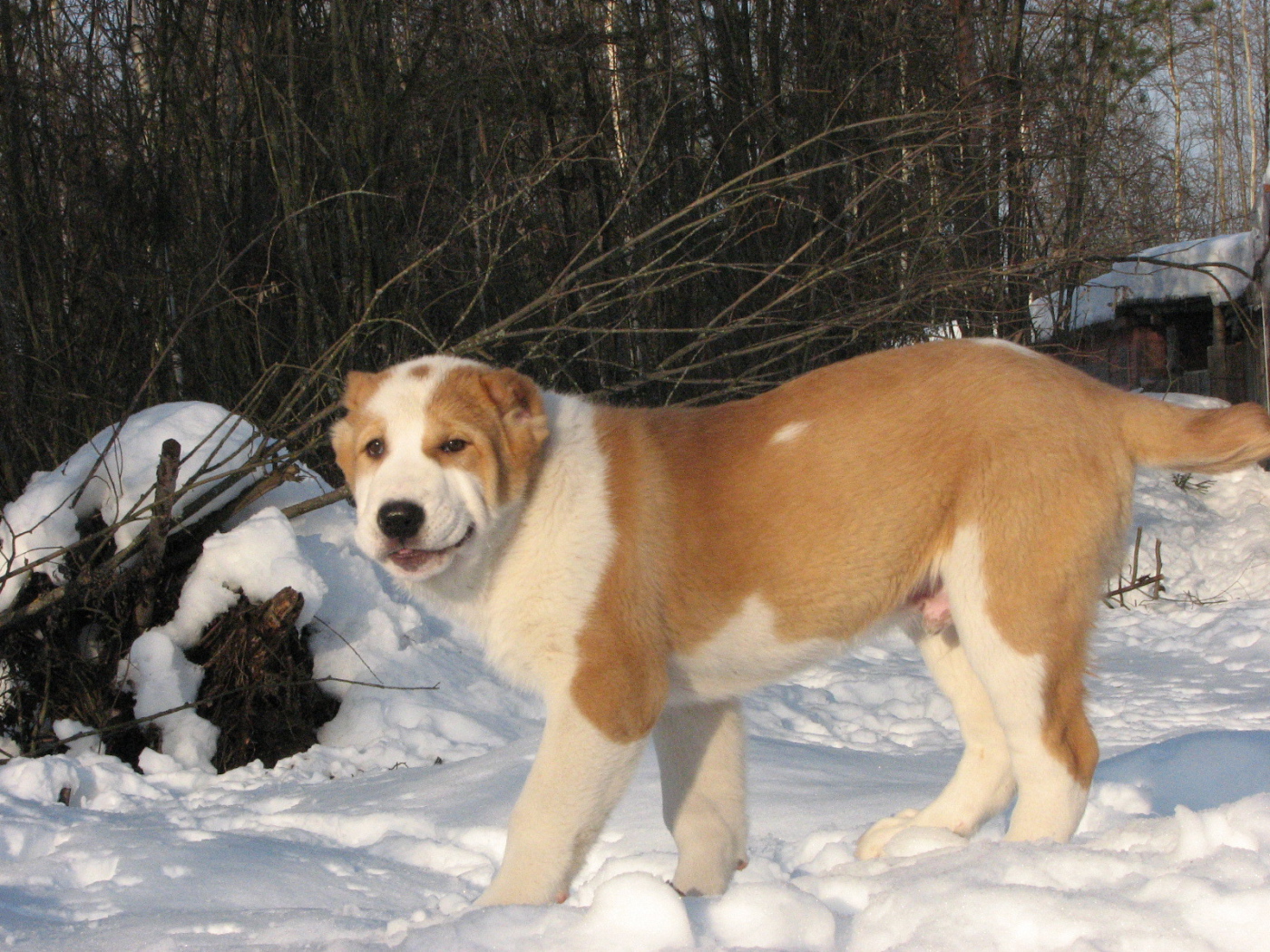 Алабай гуляет зимой