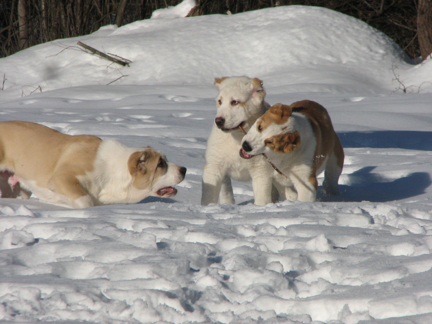 Алабаи играют в снегу