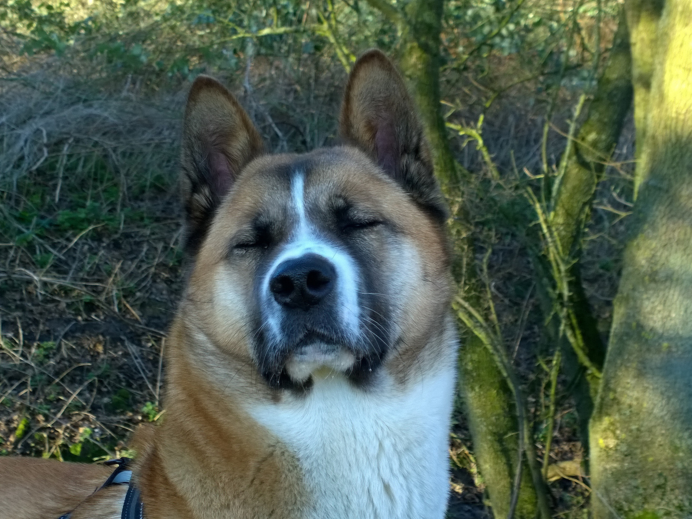 Американская акита прикрыла глаза