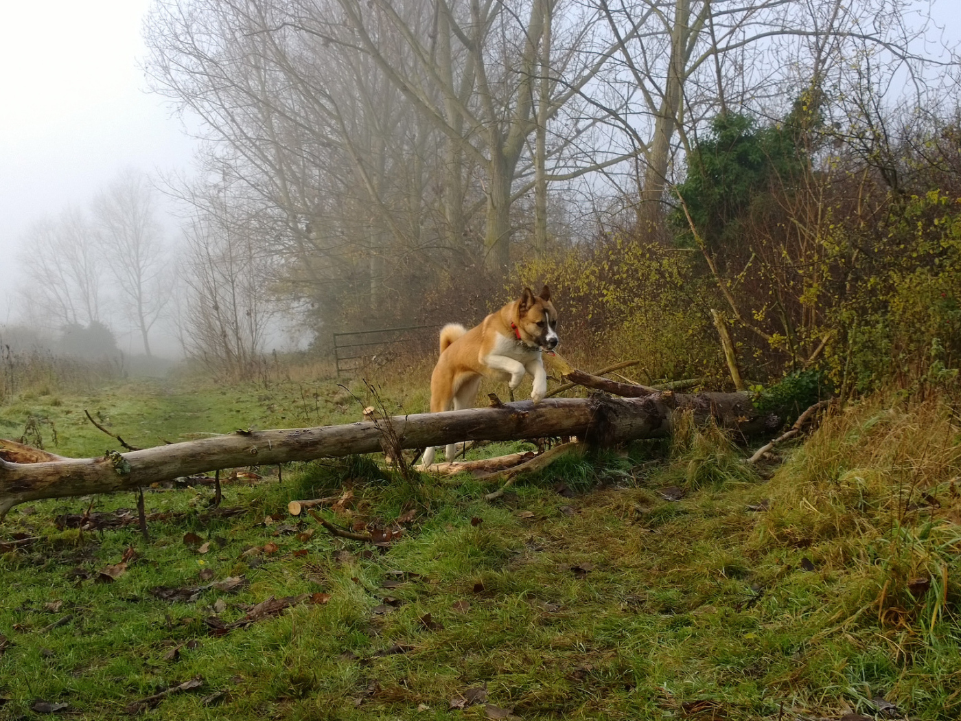 Американская акита прыгает через препятствие