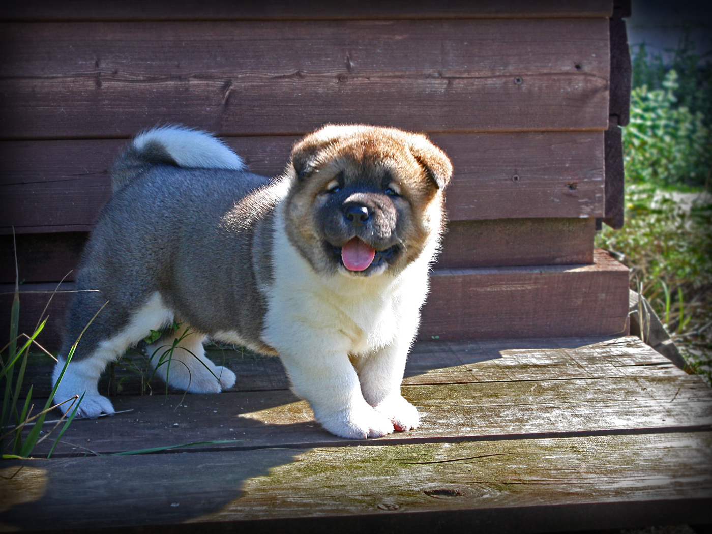 Американская акита показывает язык