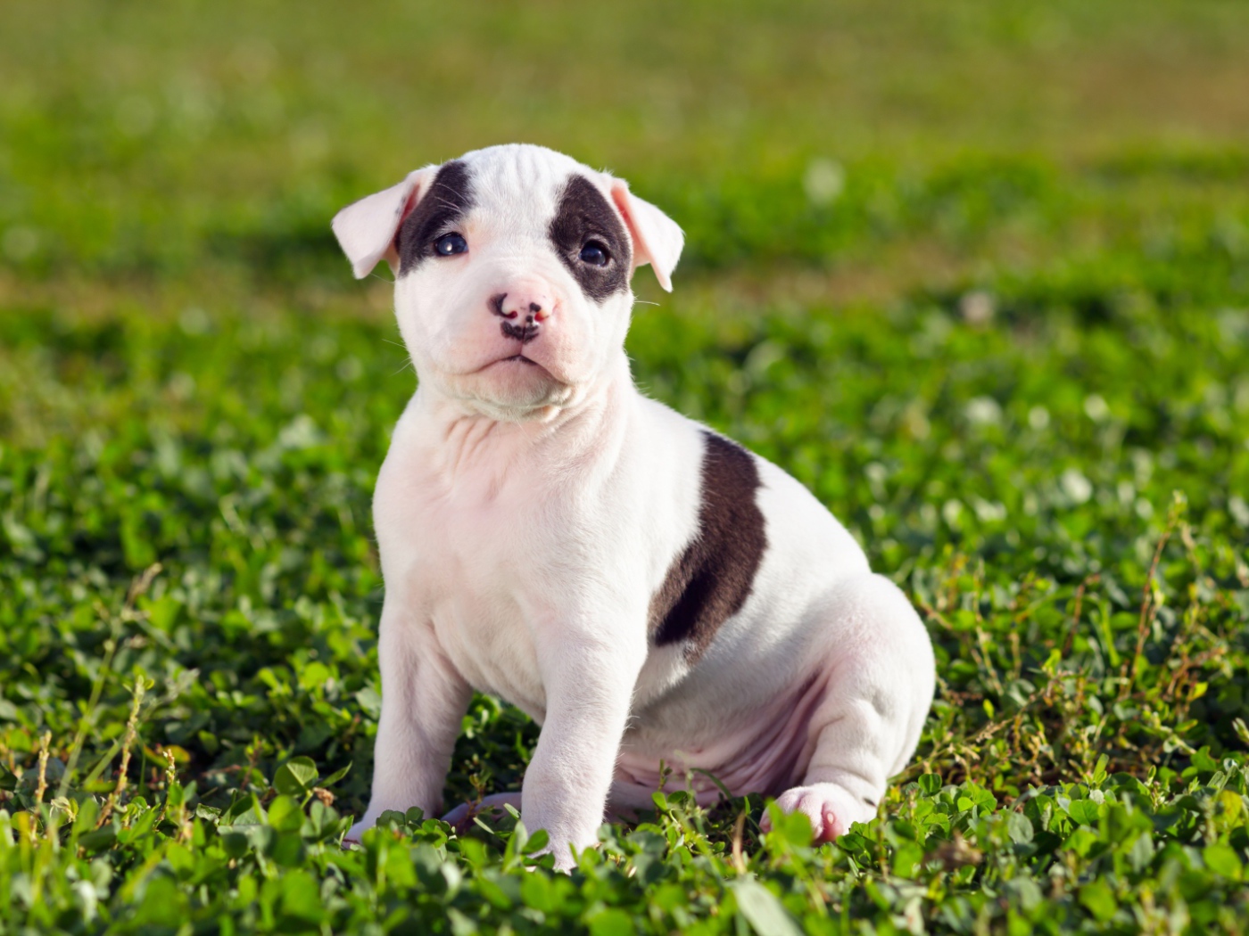 Щенок американского стаффордширского терьера