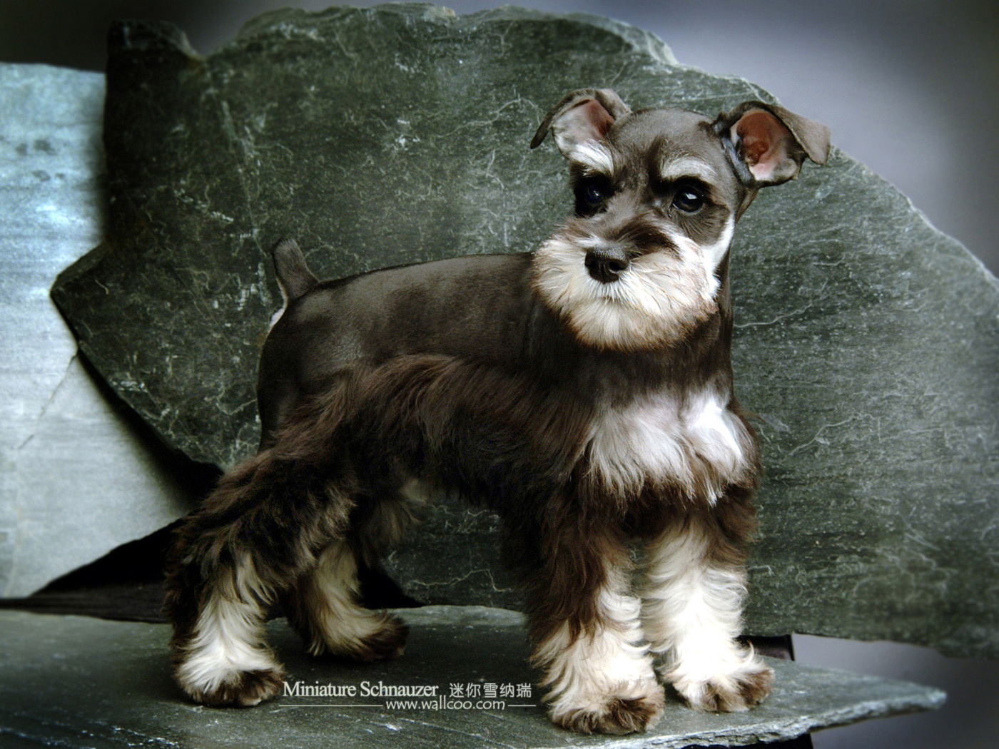 Малыш пес шнауцер