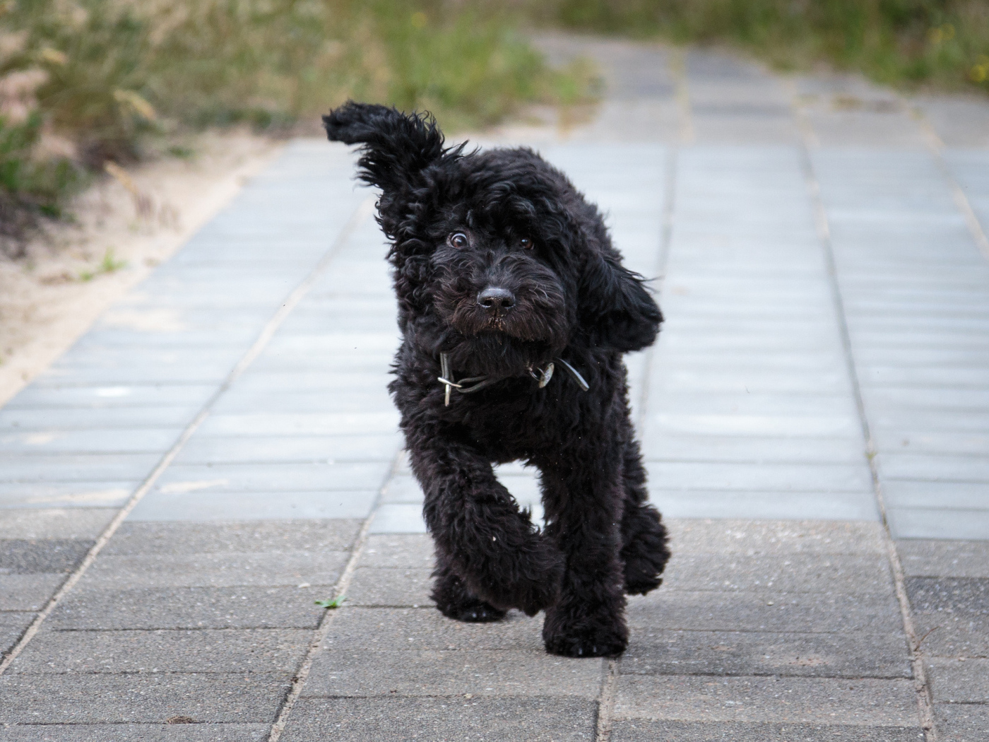 Собака барбет бежит по тротуару