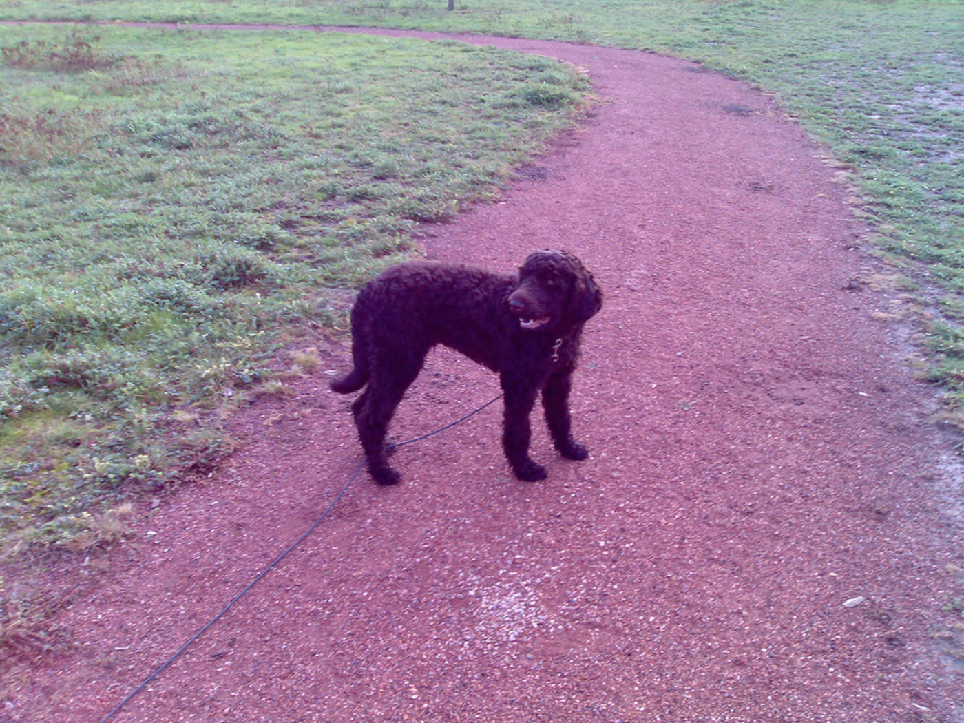 Барбет на дорожке