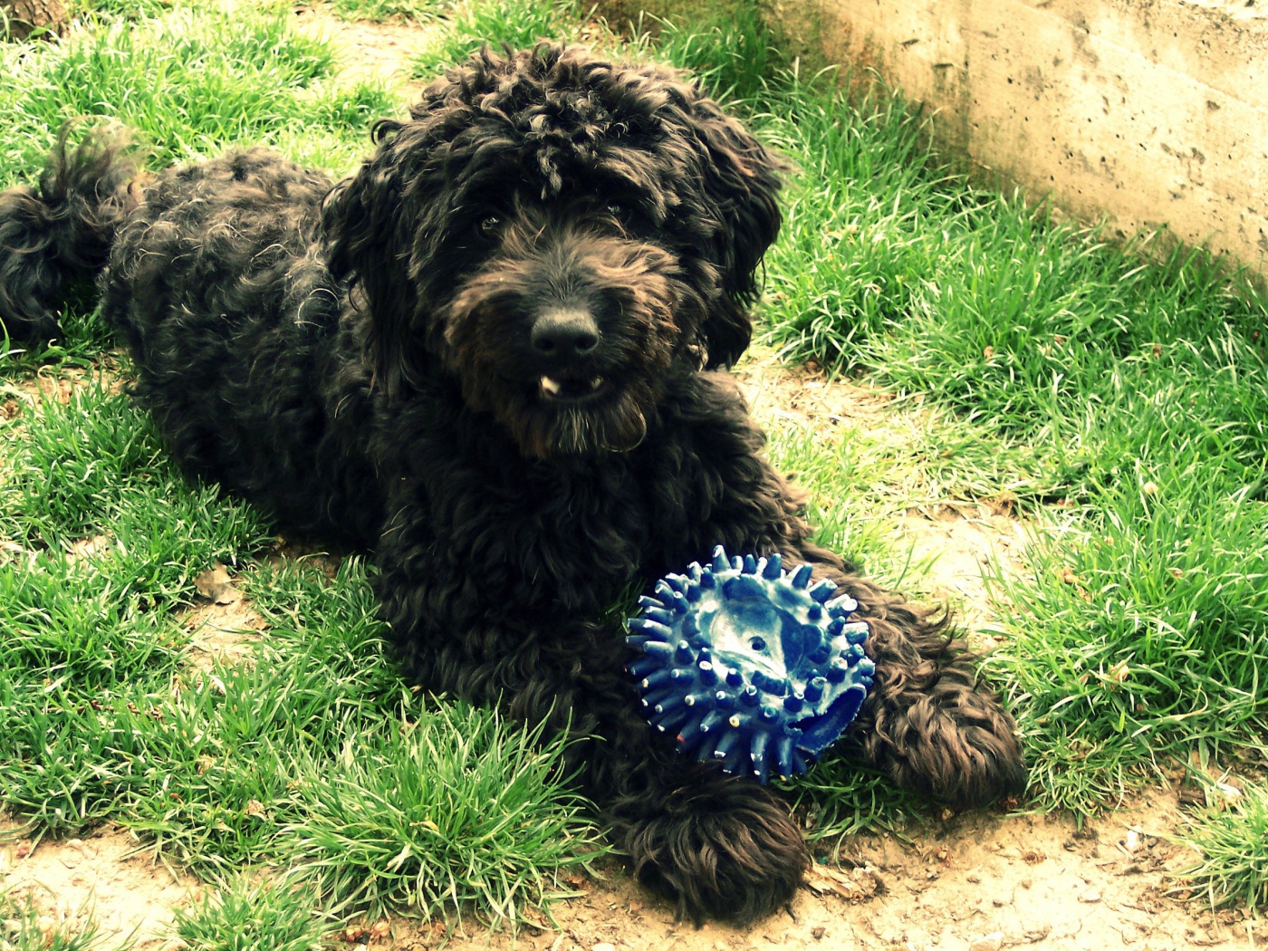 Барбет с игрушкой