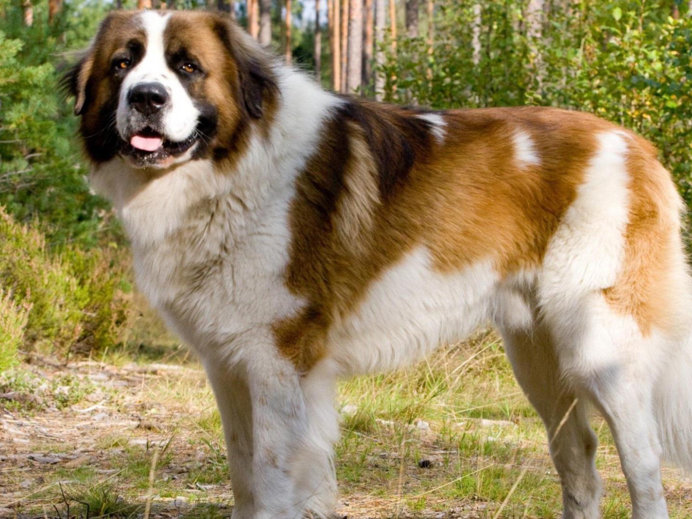 Красивый сенбернар в парке