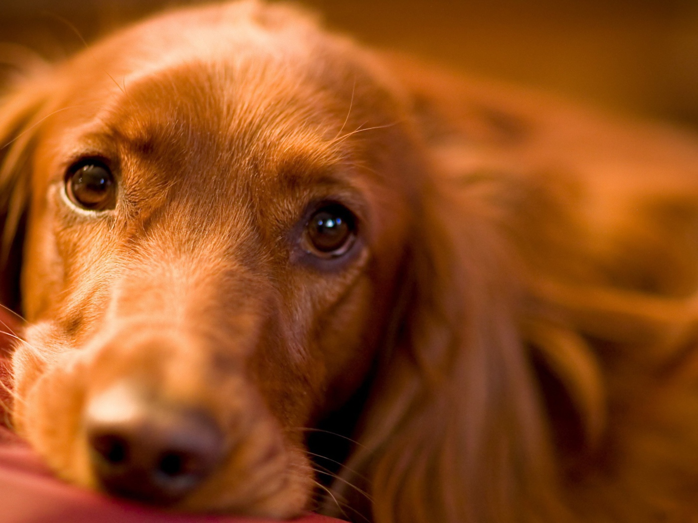 Красивые глаза спаниеля