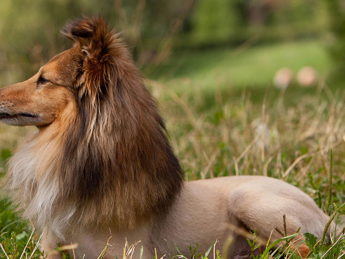Красивая стрижка у колли