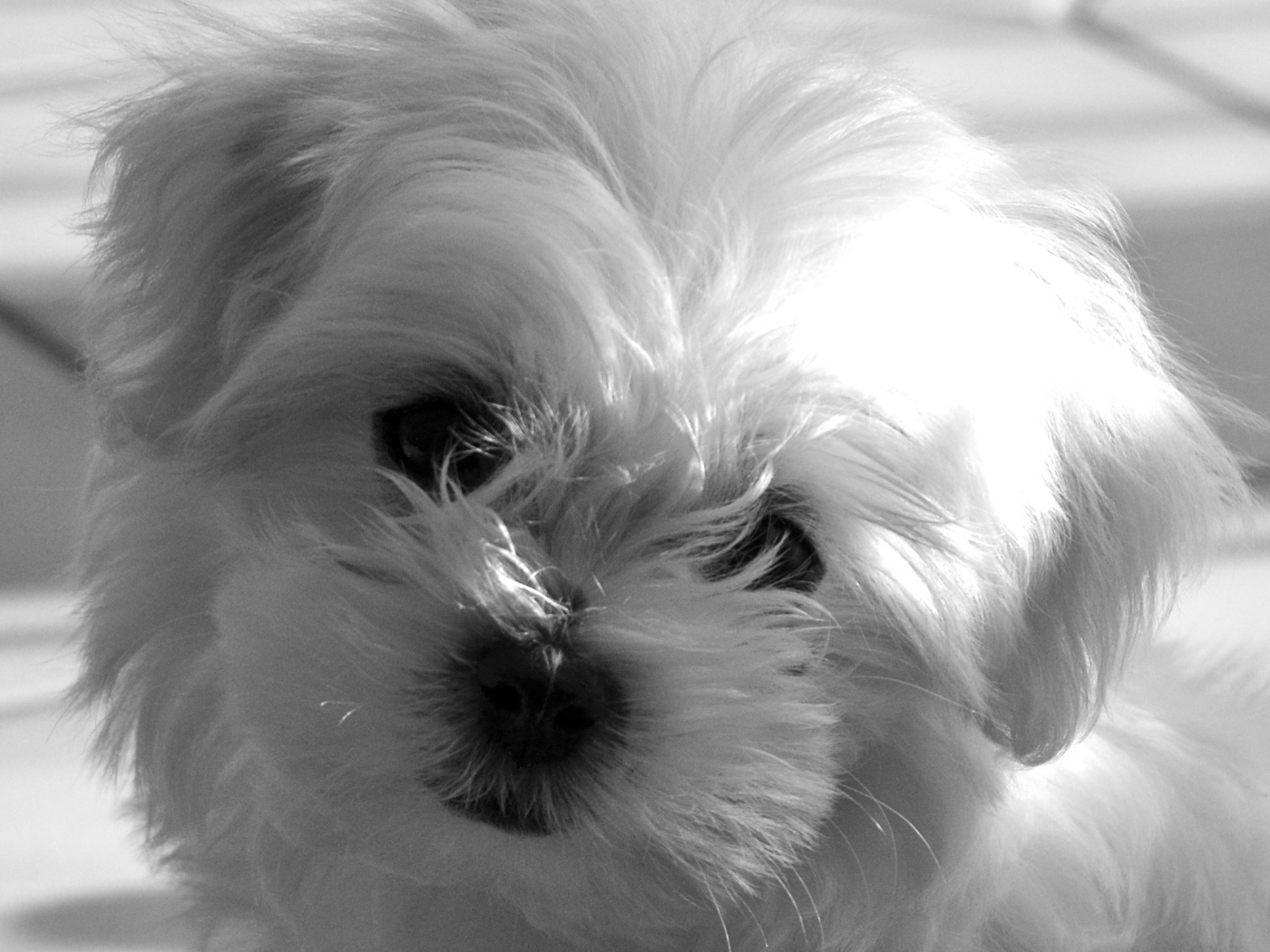 Болонка в лучах солнца