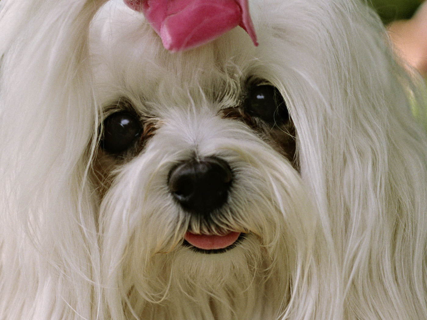 Болонка с выразительными глазами