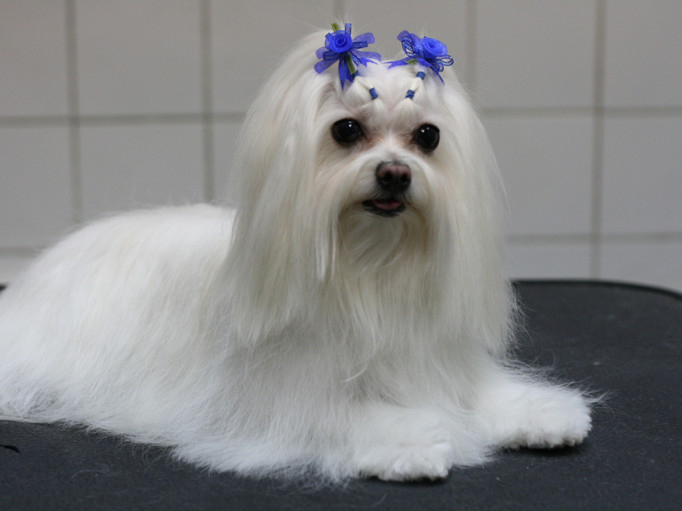 Болонка с украшениями