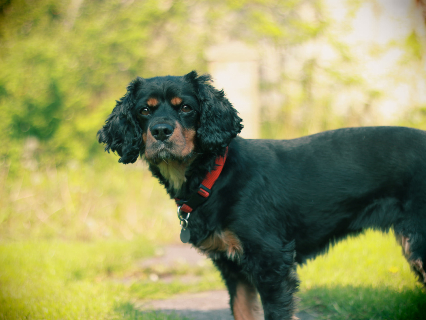 Черный кавалер кинг чарльз спаниель