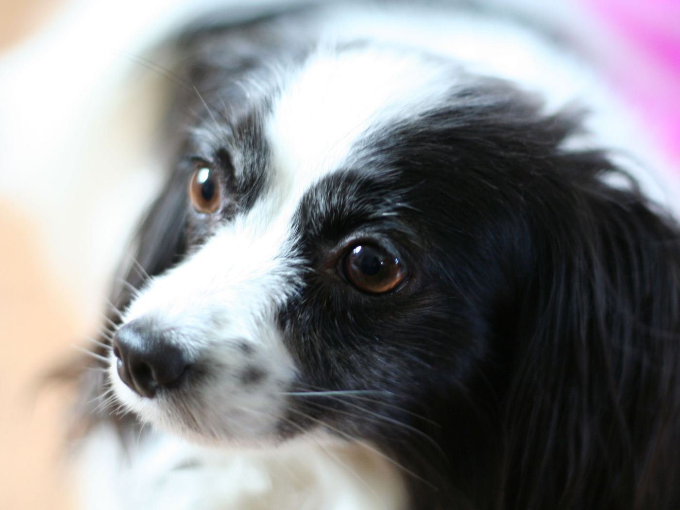 Черно белый папильон