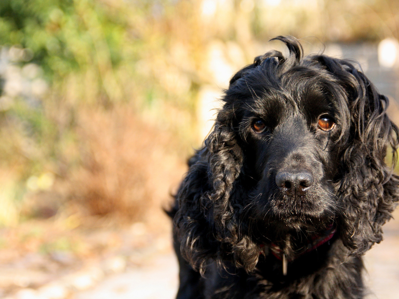 Черный лохматый пудель