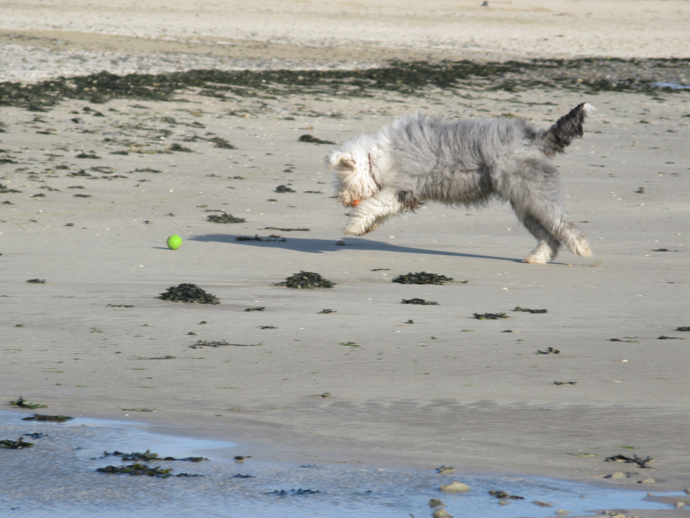 Бобтейл ловит мяч