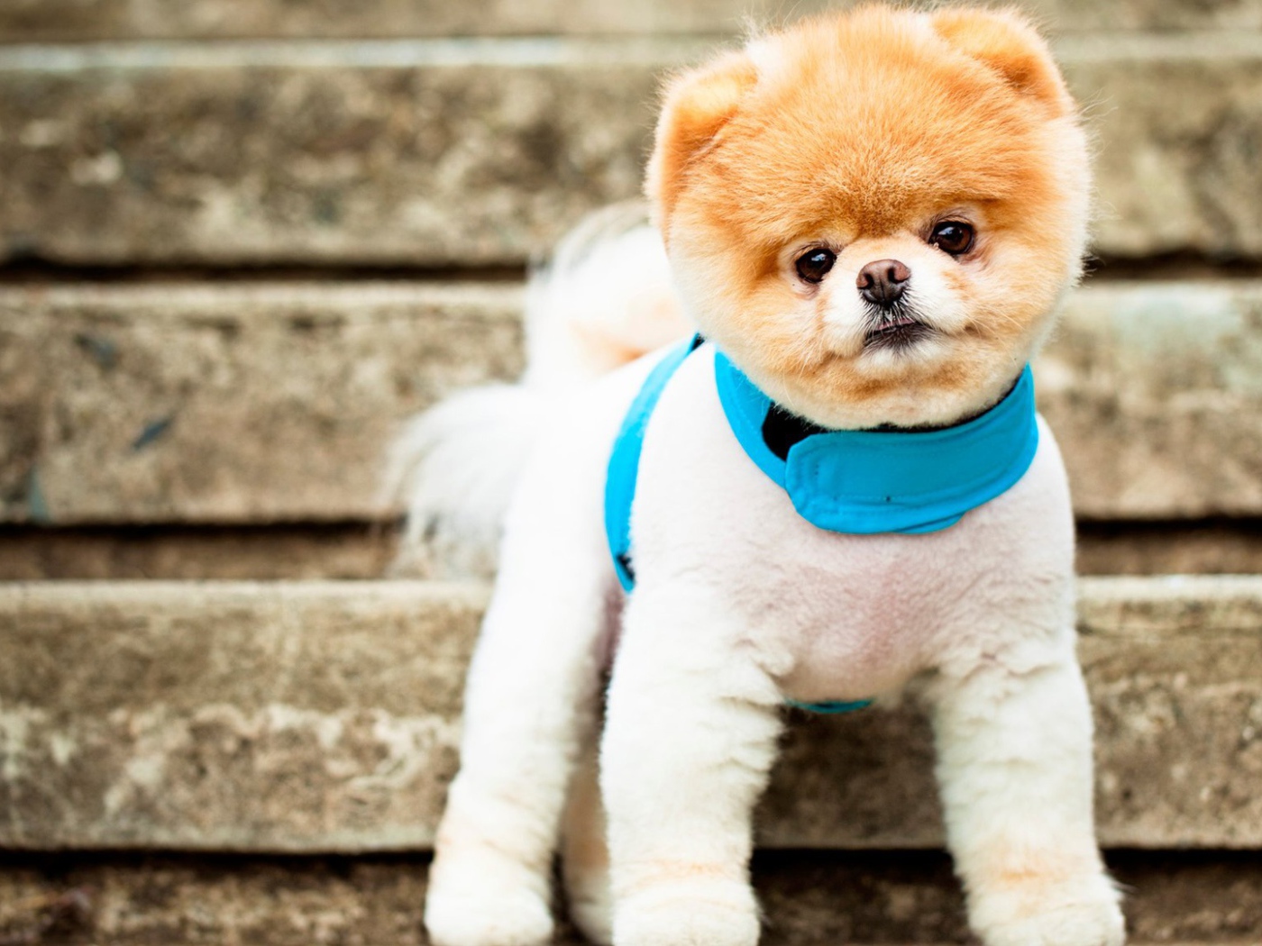 Самая симпатичная собака Бу