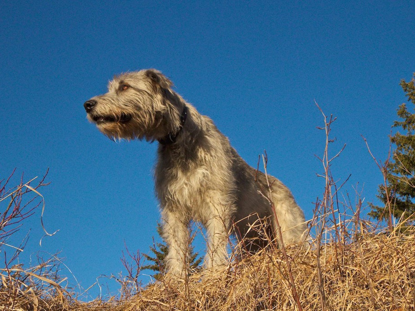 Порода собак ирландский волкодав