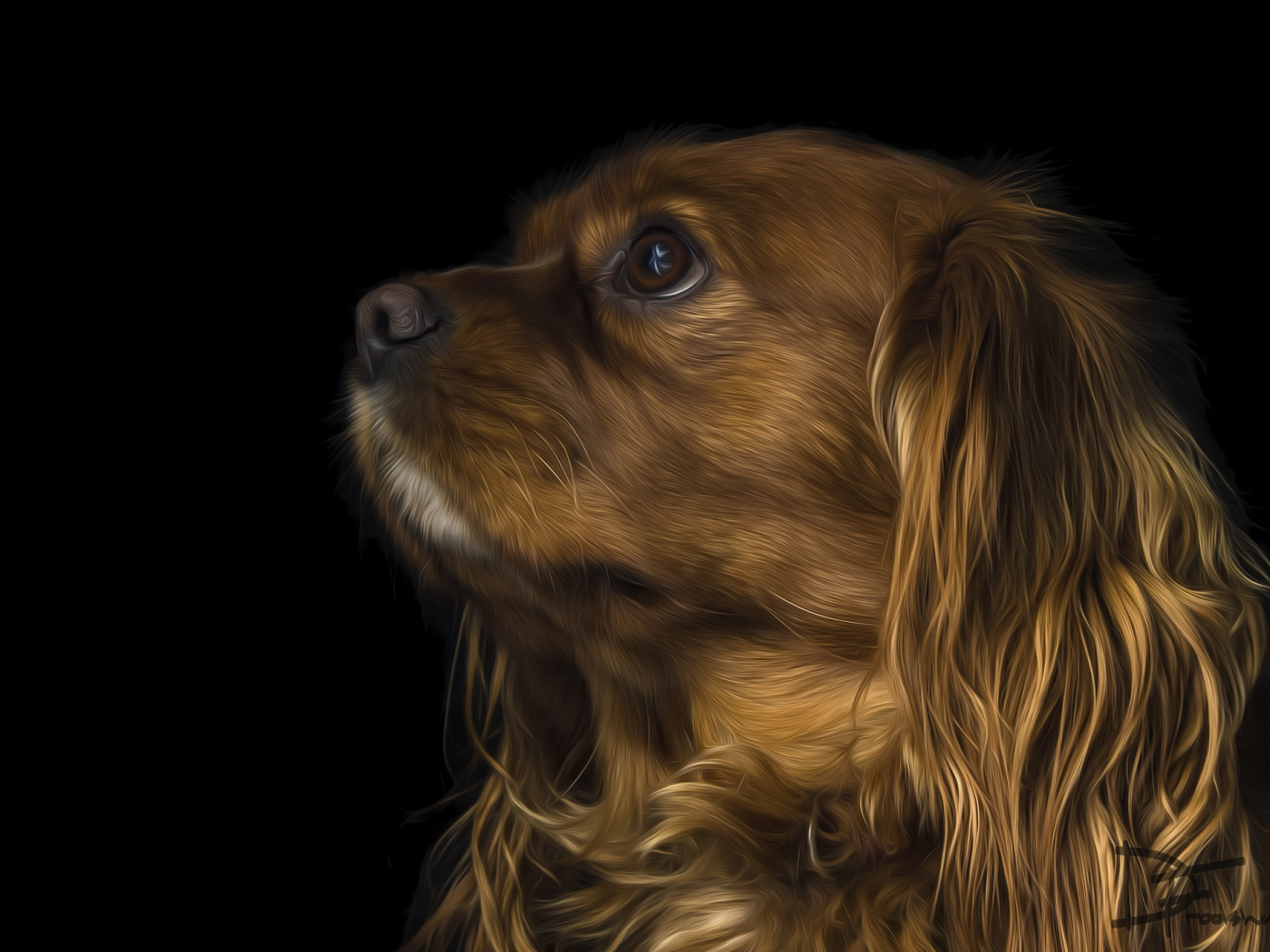 Коричневый кавалер кинг чарльз спаниель