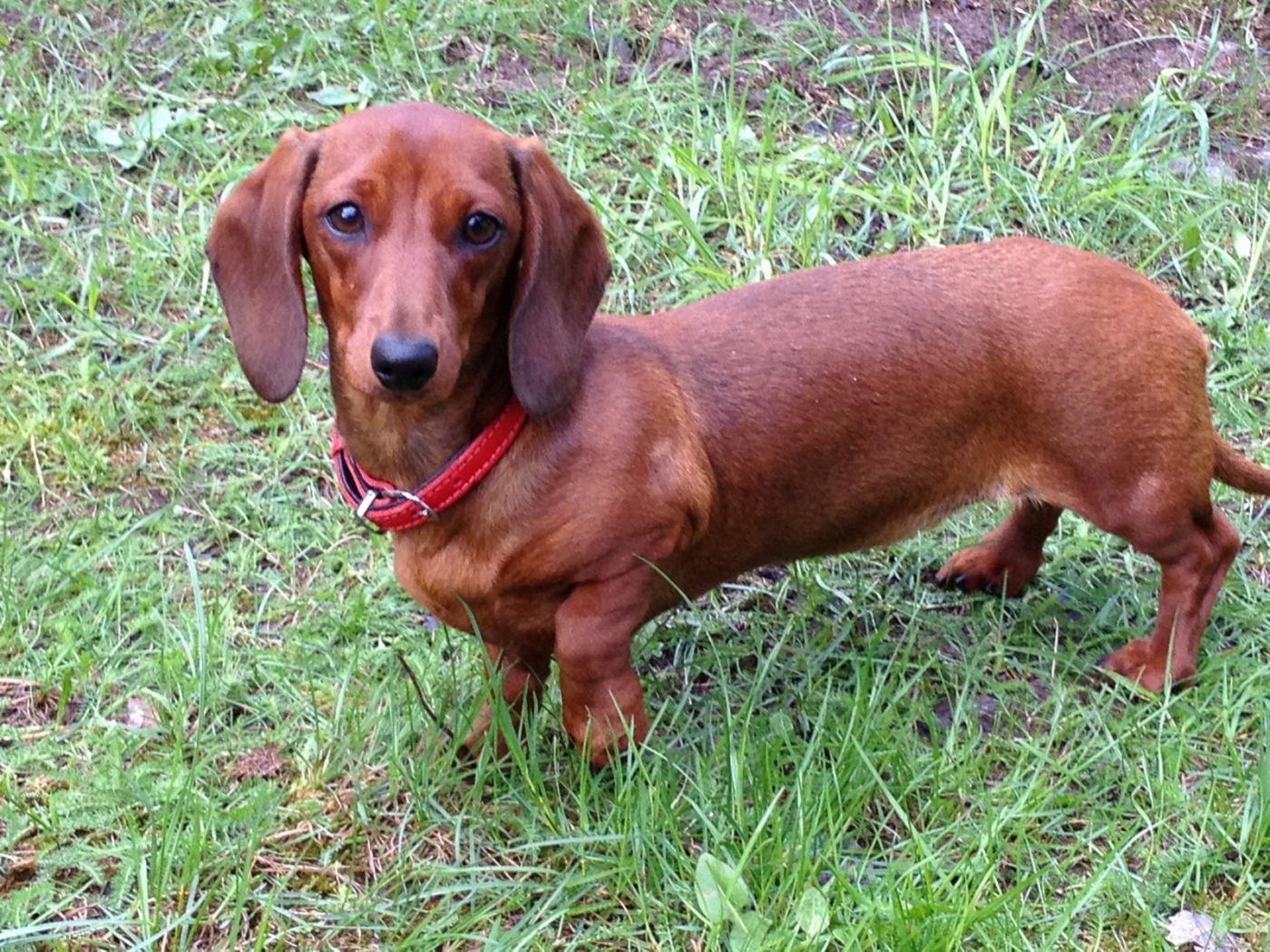 Коричневая такса на траве