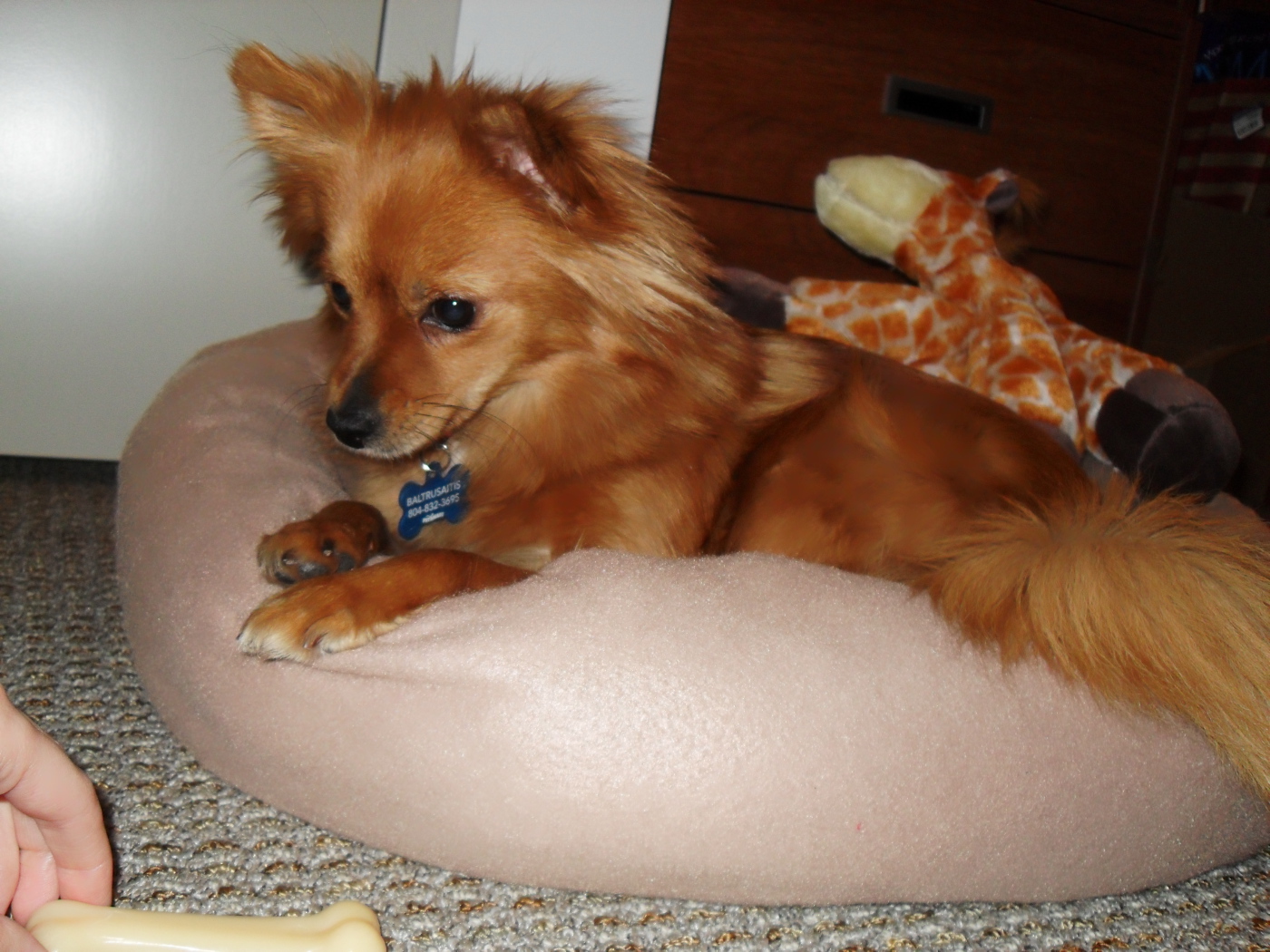 Коричневый папильон на подушке