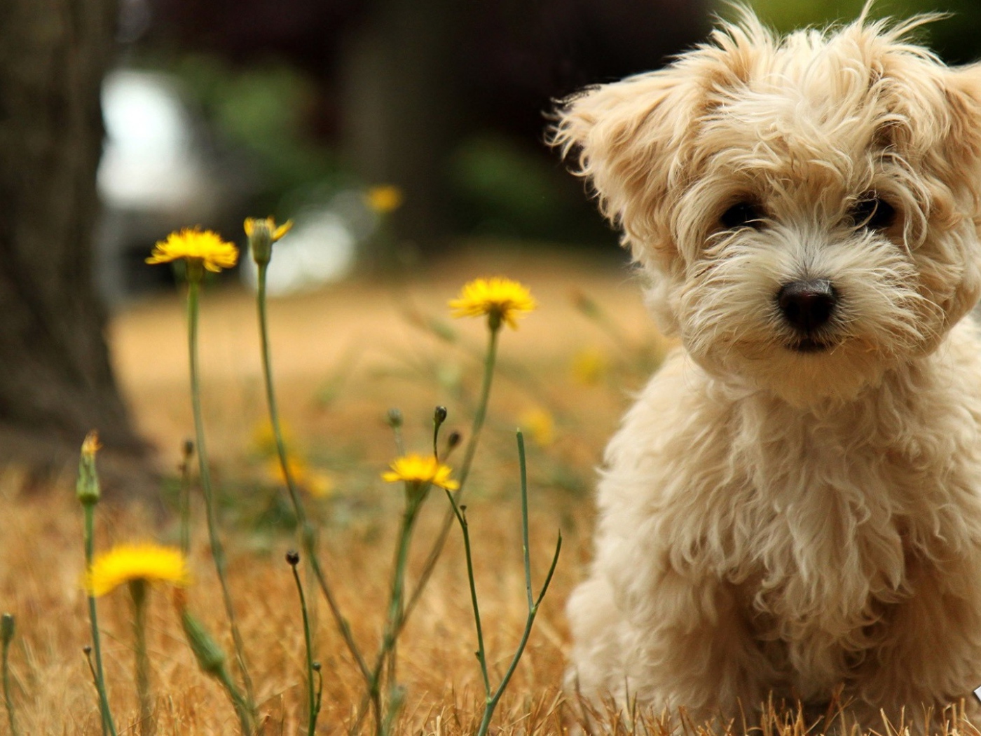 Коричневая болонка на природе