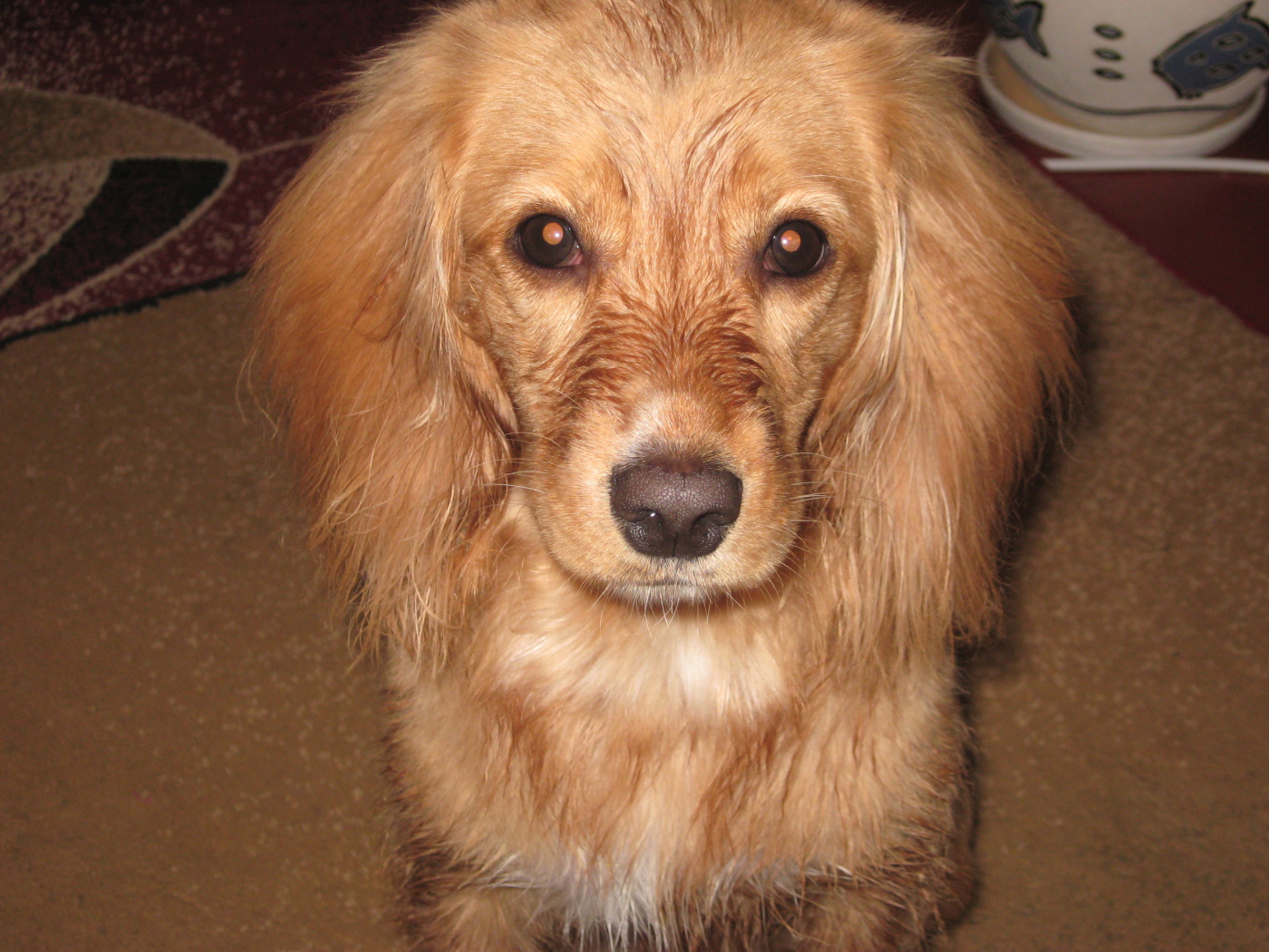 Горящие глаза спаниеля