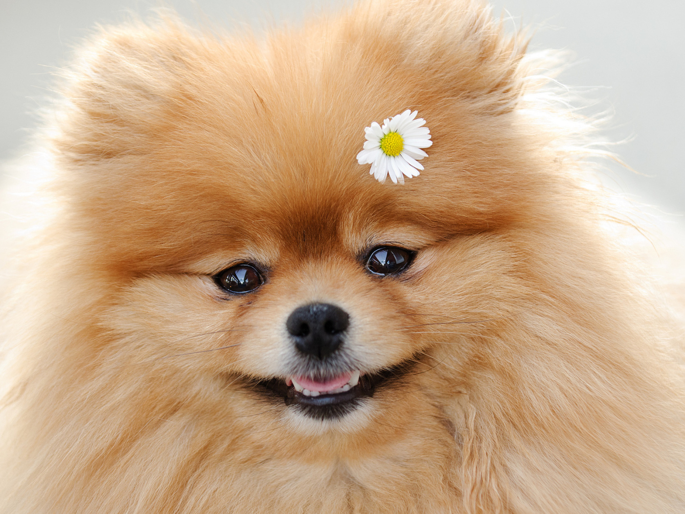 Ромашка в шерсти шпица