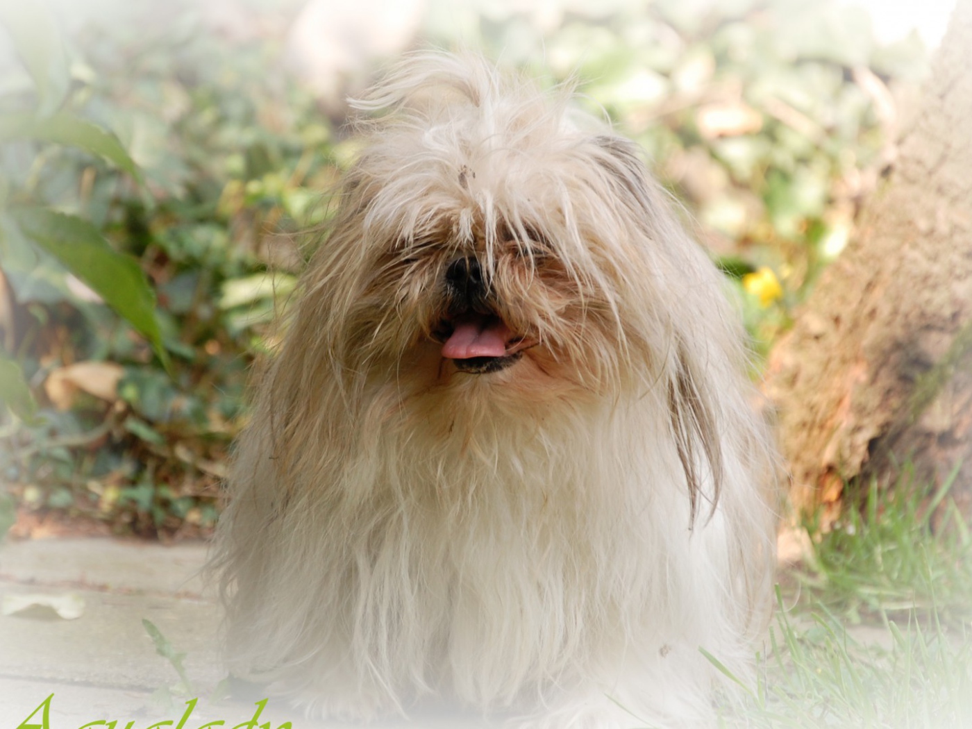 Открытка с псом шитцу