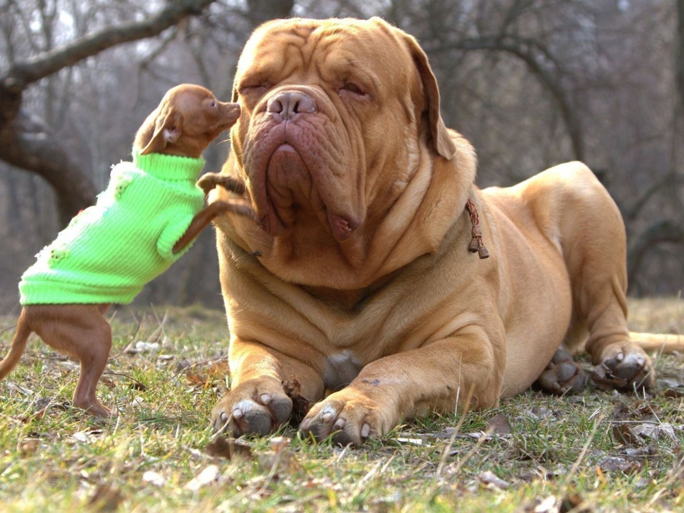 Чихуахуа и бульмастиф