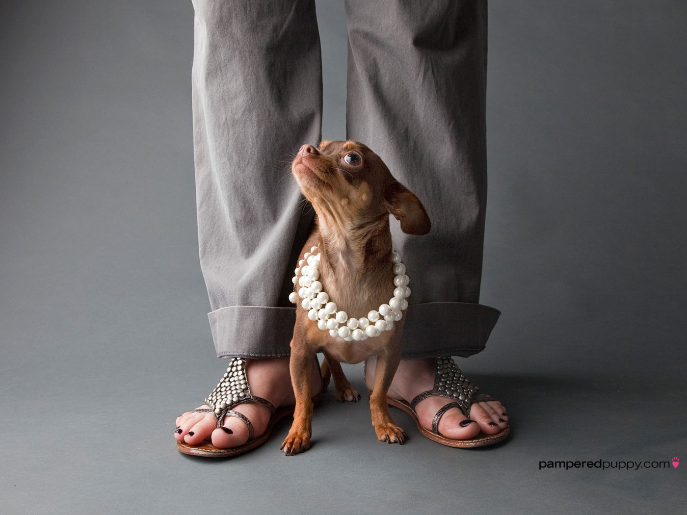 Чихуахуа у ног хозяйки