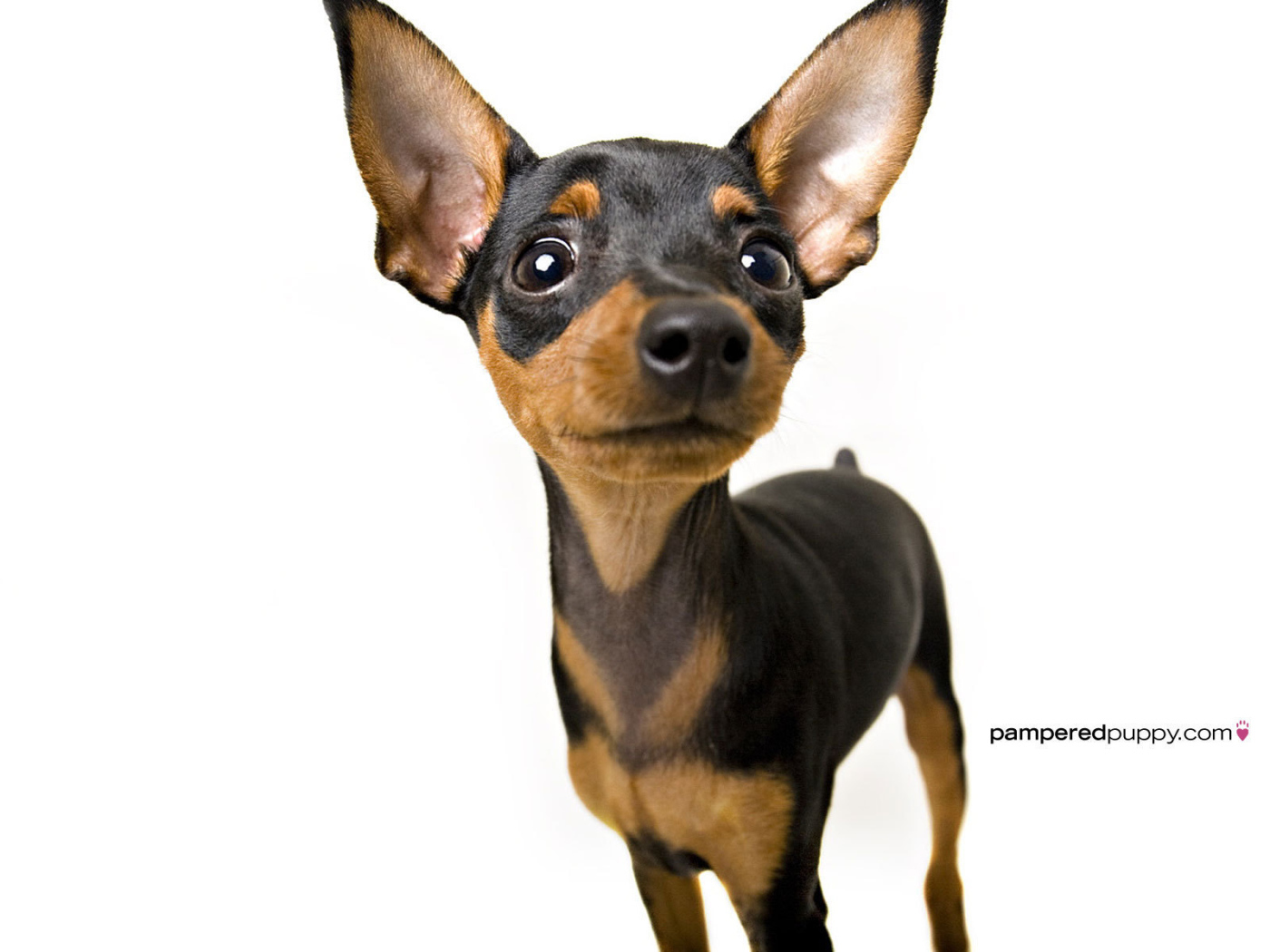 Chihuahua dog looking up