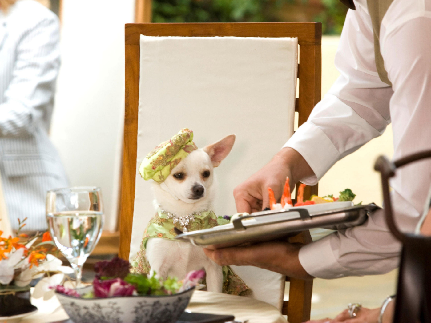Чихуахуа в ресторане
