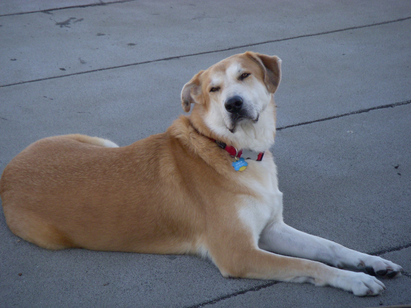 Порода собак чинук