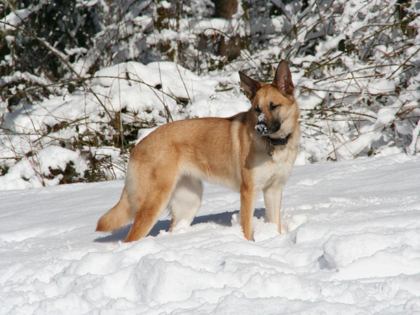Чинук играет в снегу