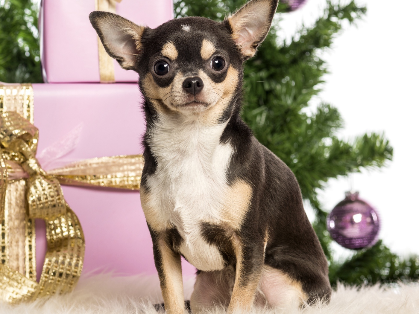 Новогодняя чихуахуа