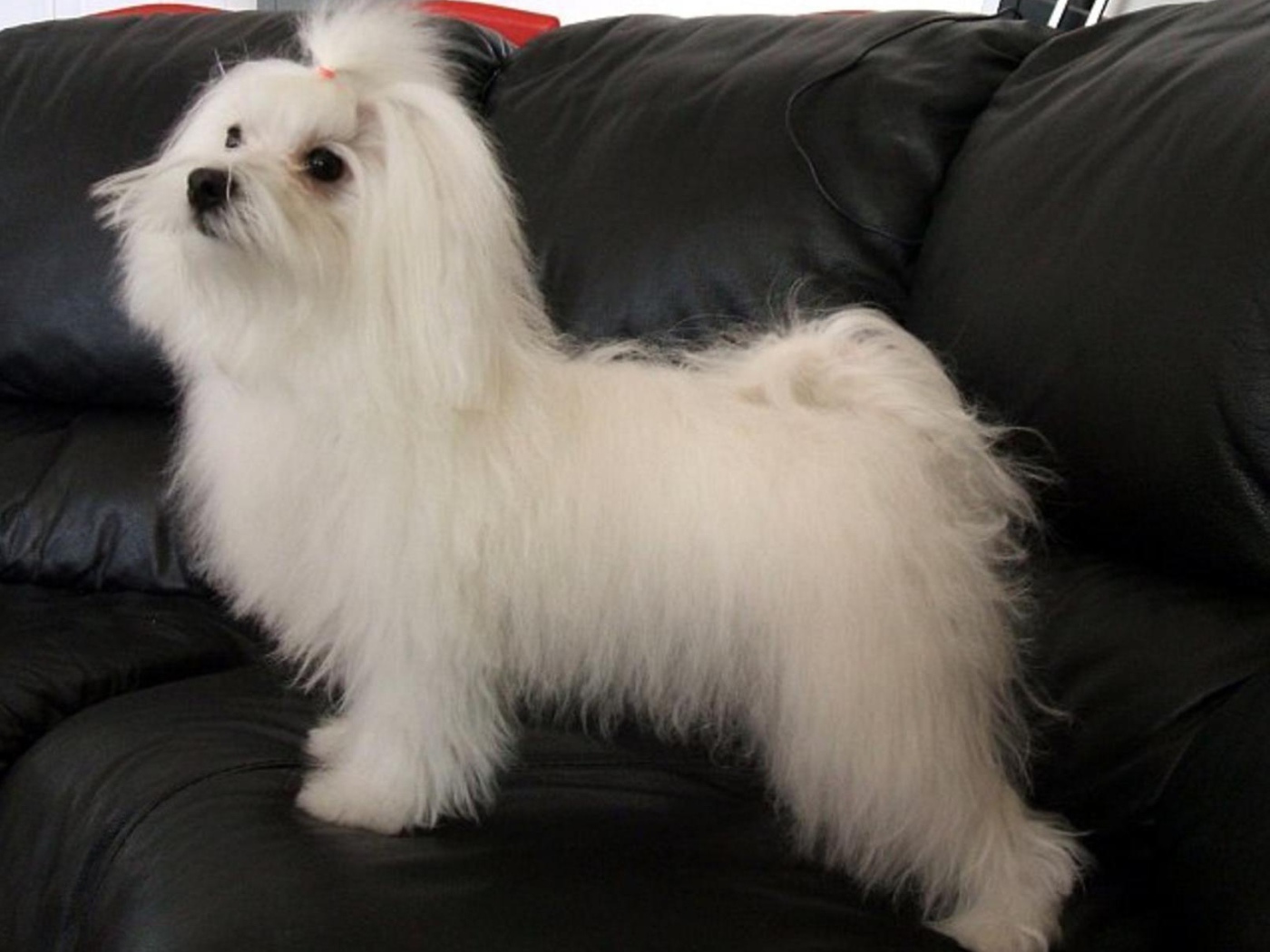 Коротко остриженная болонка