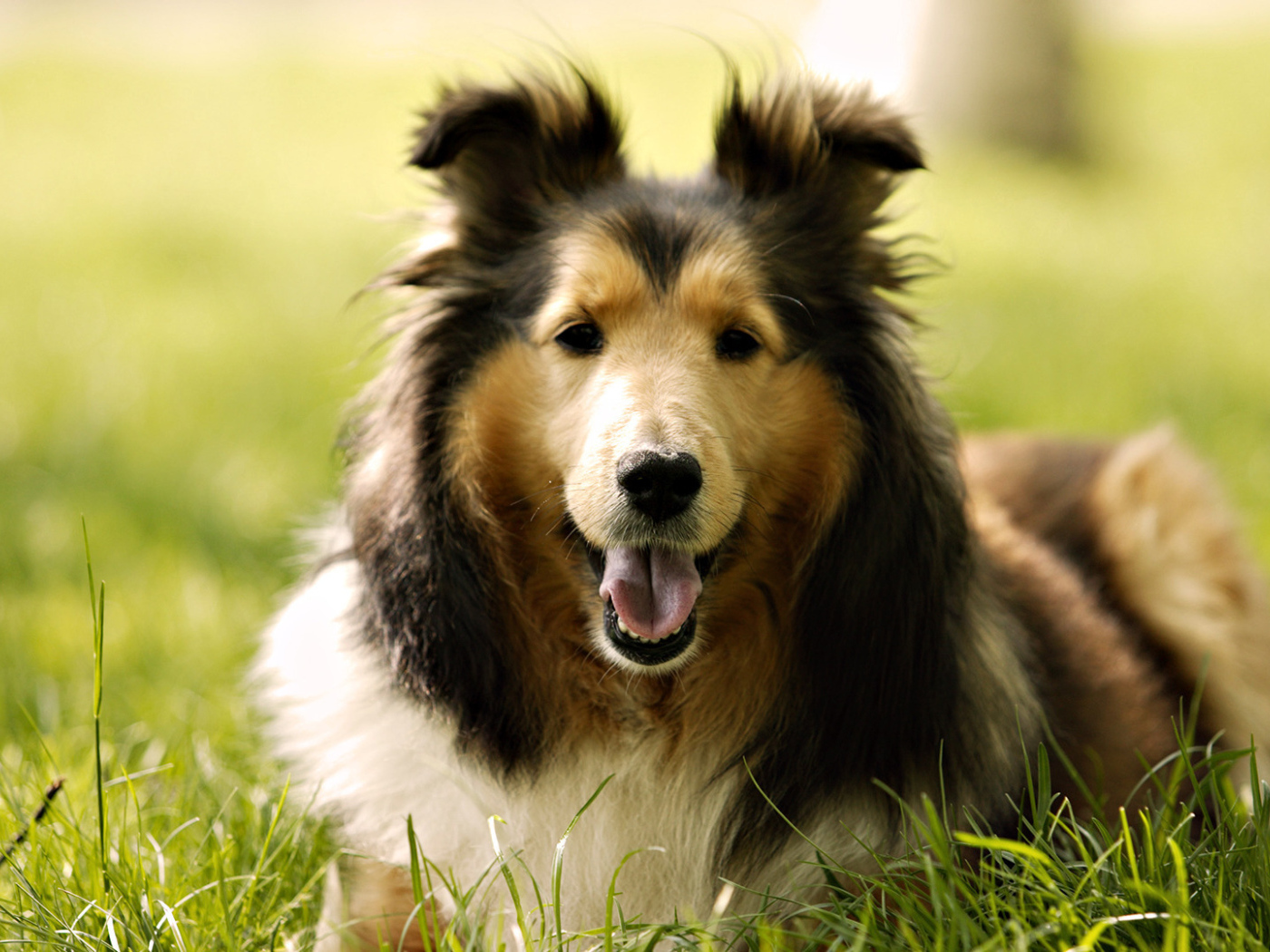 Collie dog on the grass