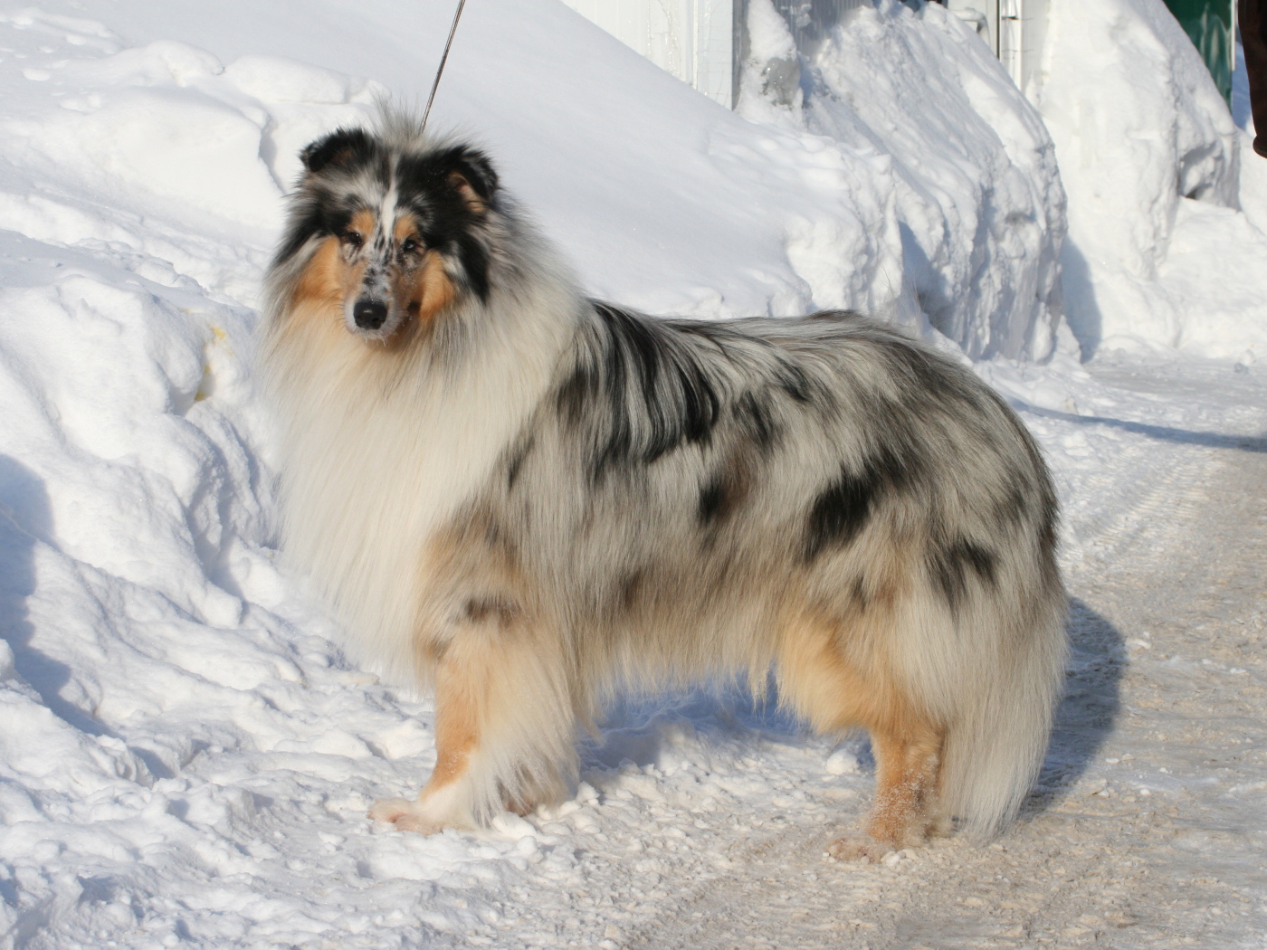 Колли у сугроба снега