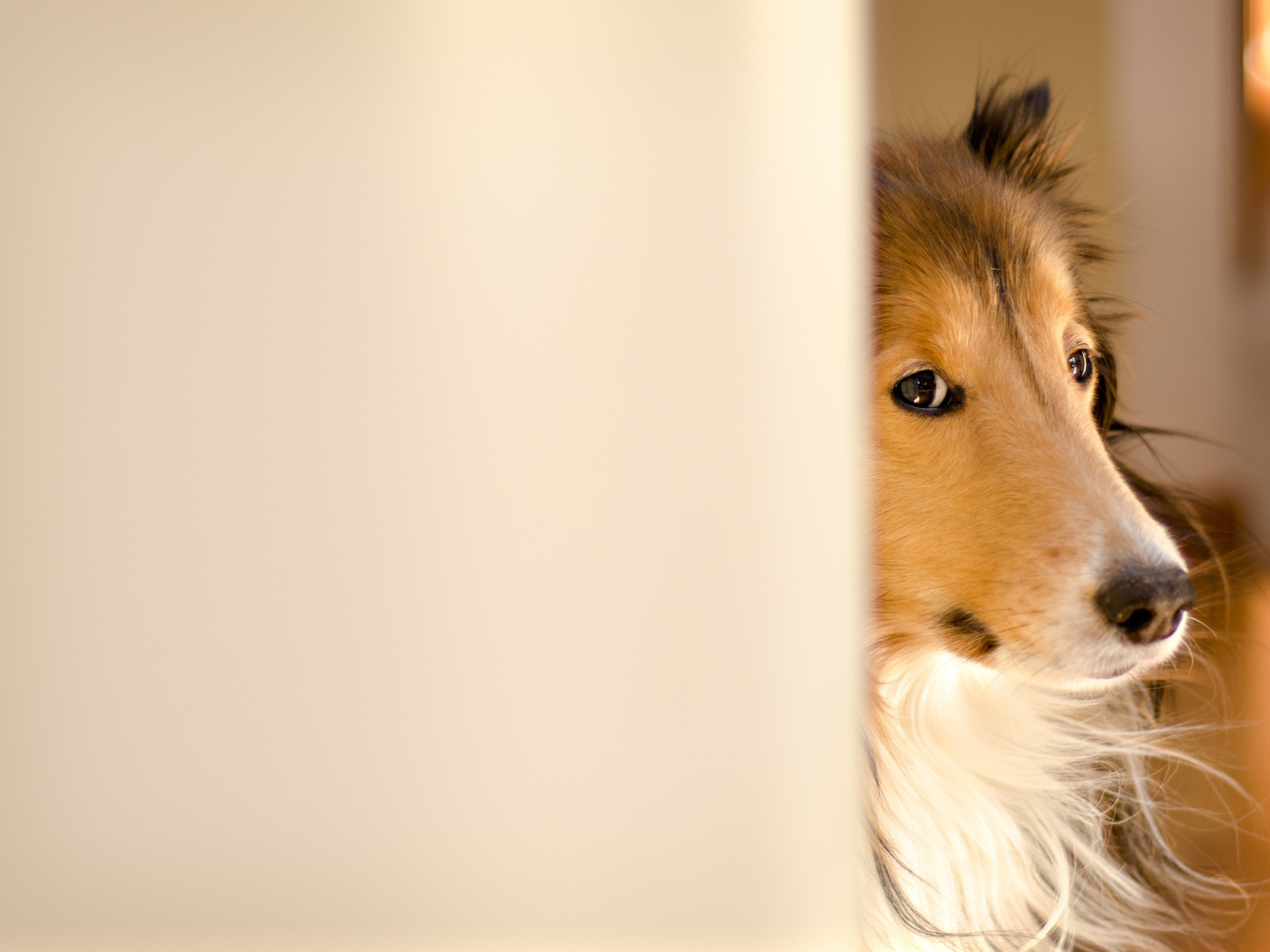 Колли выглядывает из-за стены