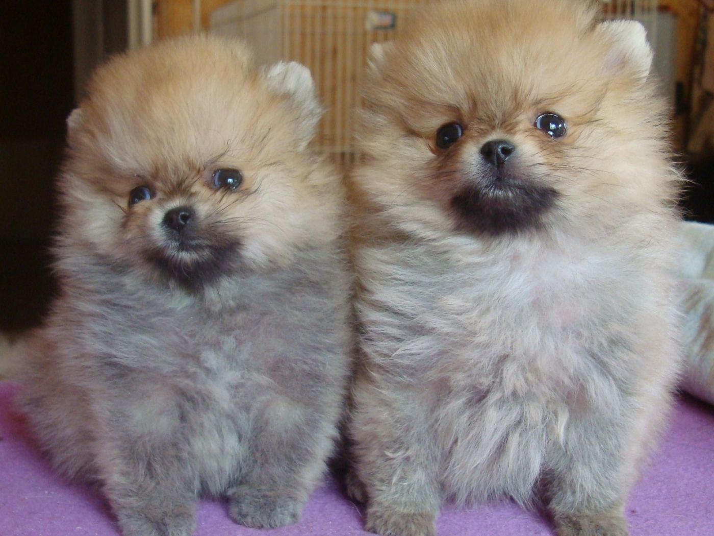 Пара щенков шпица