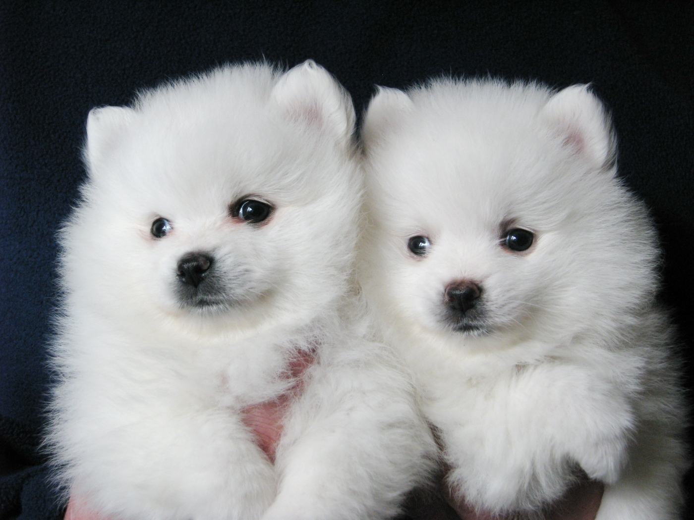 Пара щенков шпица