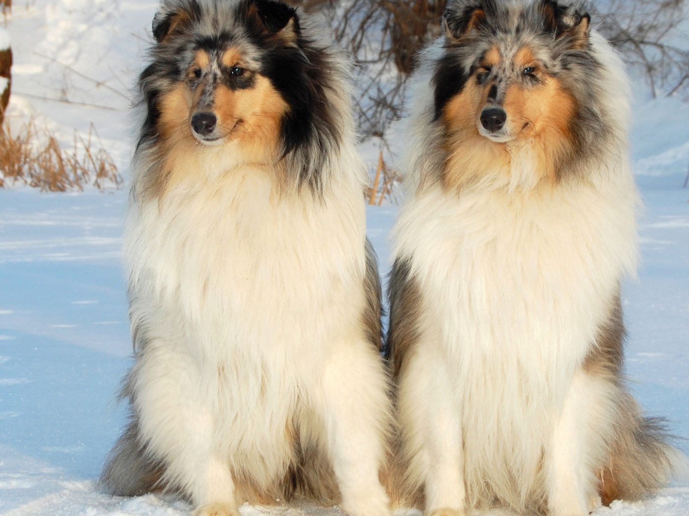 Пара колли на снегу