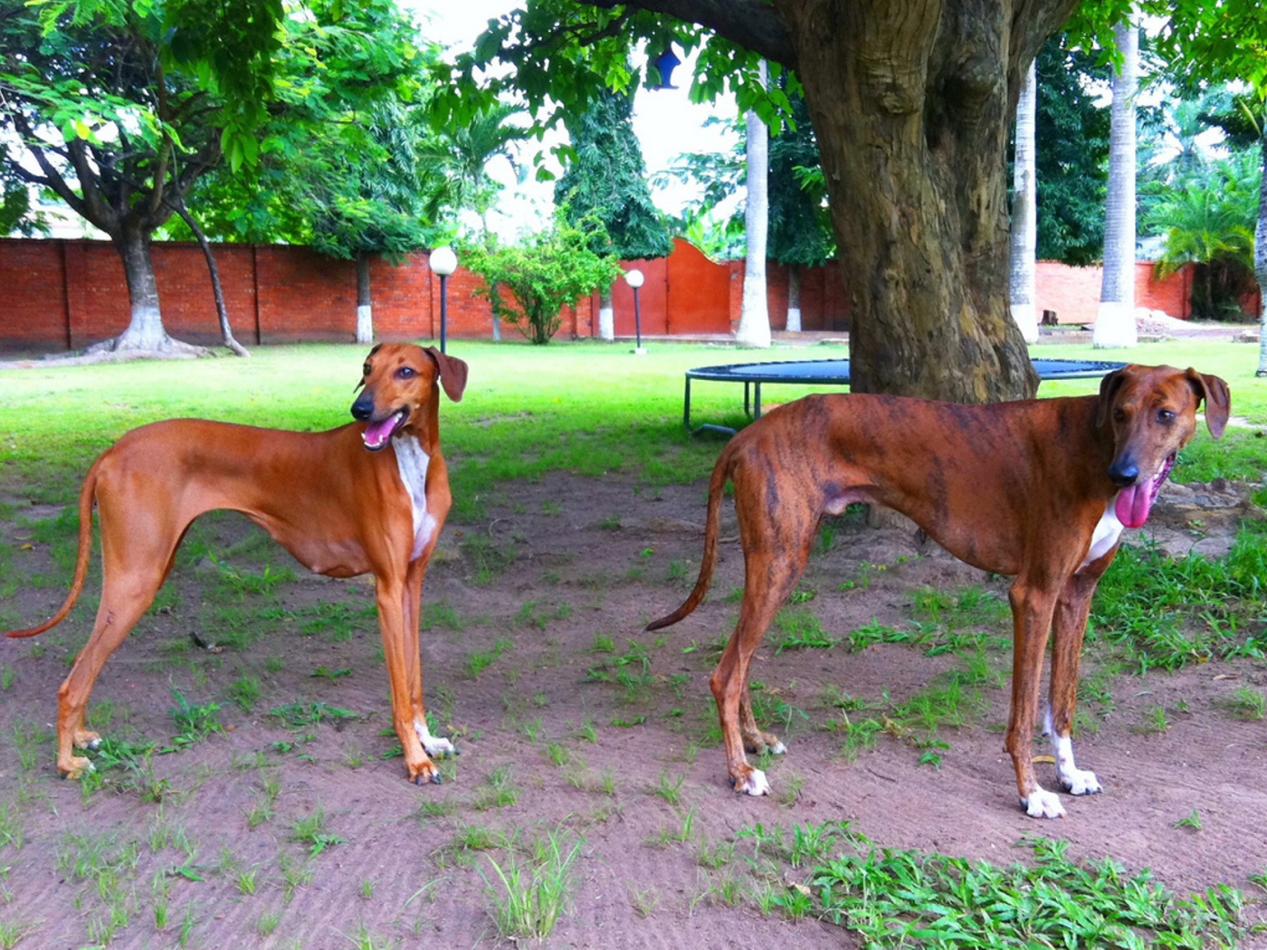 Пара собак азавак