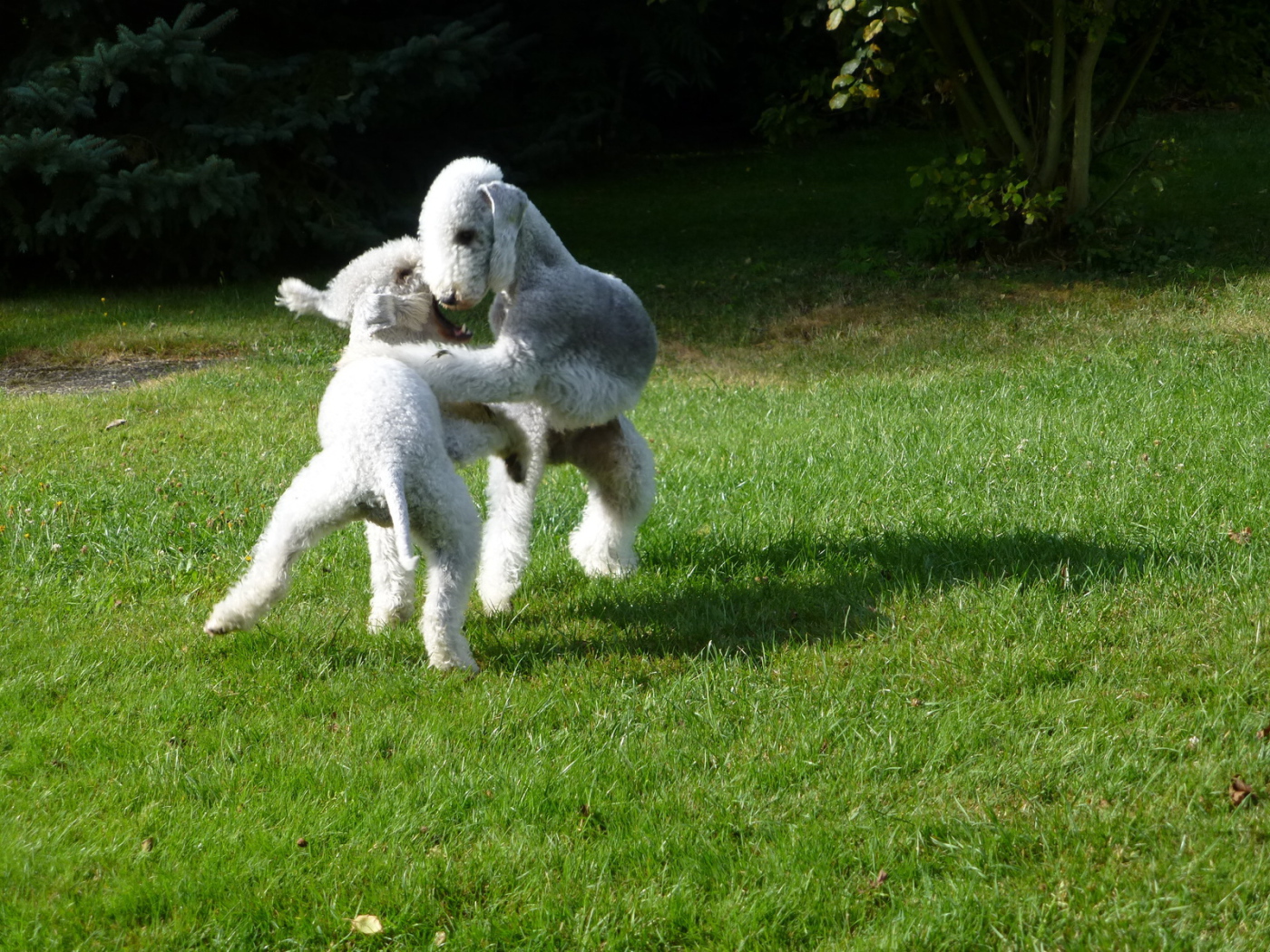 Пара собак бедлингтон терьер играют на лужайке