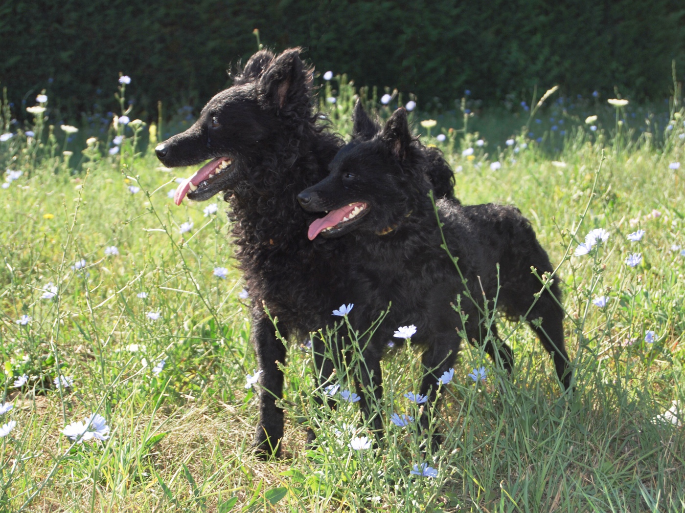 Пара собак муди